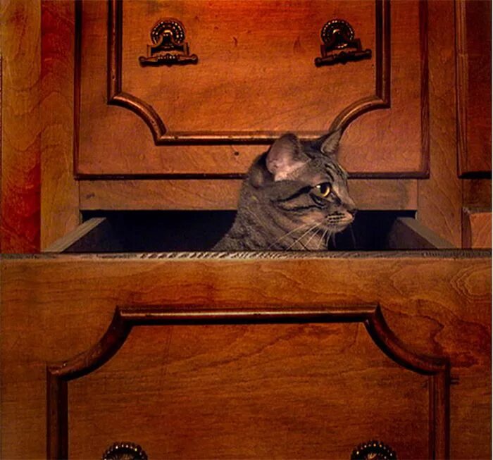 Сидеть в шкафу. Кошка на шкафу. кот в шкафу. котик в шкафу. кошка под шкафом.