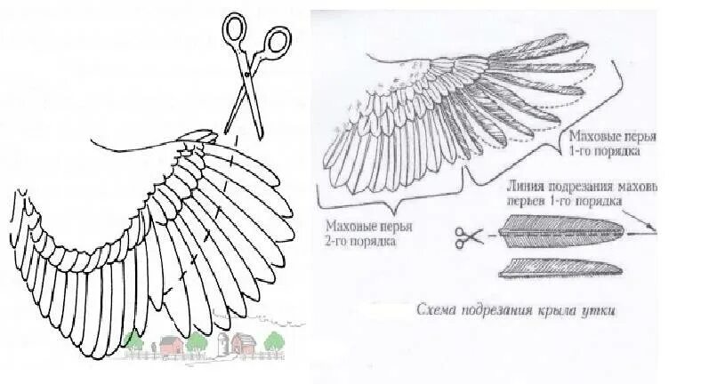 Как подрезать курам крылья чтобы не летали. Обрезать Крылья курам. Обрезка крыльев у кур. Схема подрезки крыльев у кур. Подрезка крыльев у кур чтобы не летали.