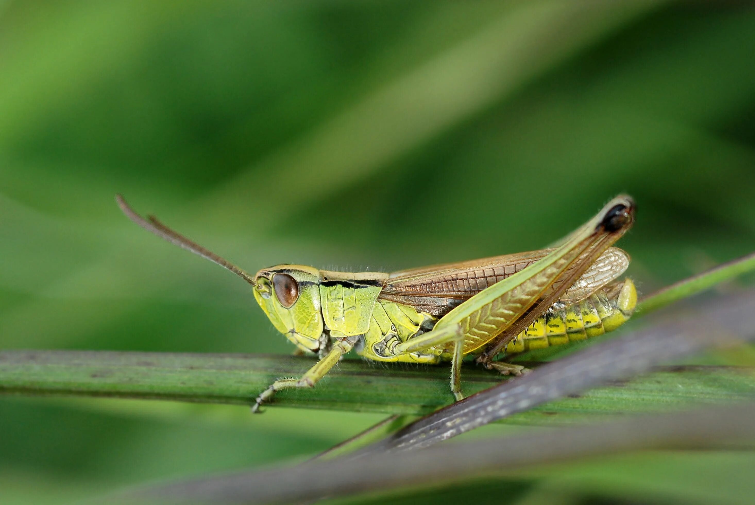 Прямокрылые Orthoptera. Chorthippus montanus. Отряд Прямокрылые сверчки. Ordo Прямокрылые - Orthoptera:.