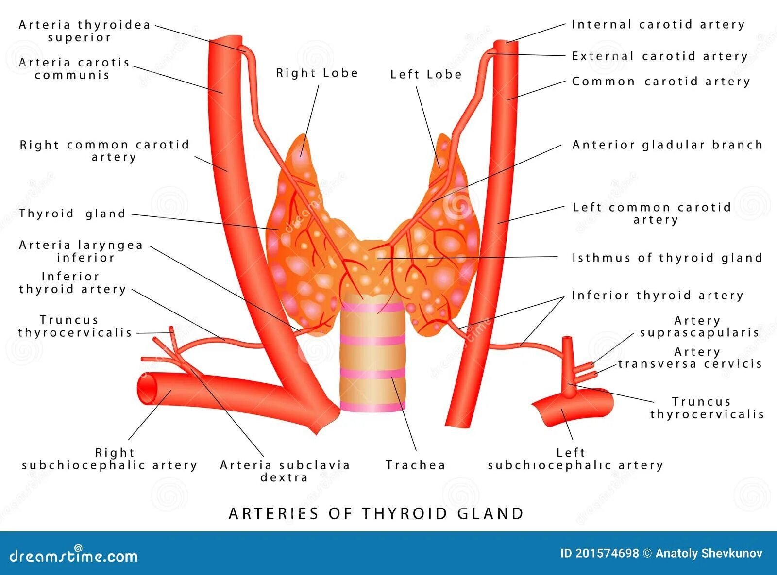 Артерии щитовидной железы. Нижняя щитовидная артерия. Верхняя артерия щитовидной железы.