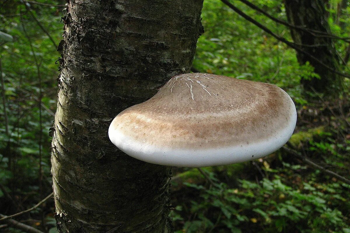 Трутовик растет. Трутовик березовый (Piptoporus betulinus). Гриб трутовик на Березе. Березовая губка Piptoporus betulinus. Трутовик гриб трутовик.