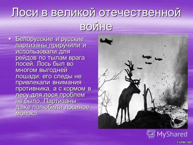 Яшка лось. Лоси в Великой Отечественной войне. Олени в Великой Отечественной войне. Лоси на войне 1941-. Лоси и олени в Великой Отечественной войне.