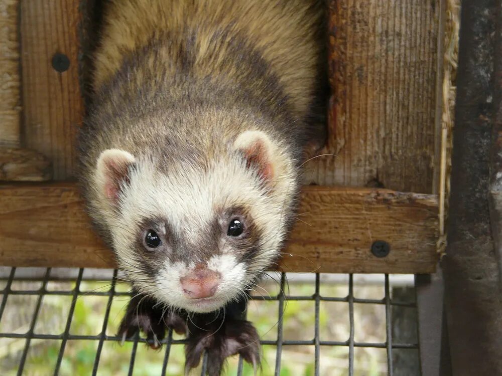 Хорьки домашние. Харьков животных. Хорек рыжий. Животные харькова. Носуха фото.
