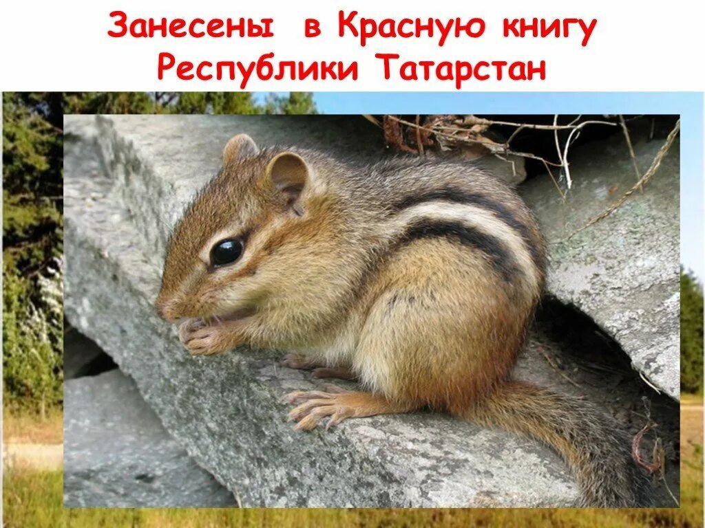 Животные красной книги Республики Татарстан. Редкие животные Татарстана. Животные красной книи Татарстана. Животные из красной книги Татарстана. Какие животные красной книги обитают в татарстане