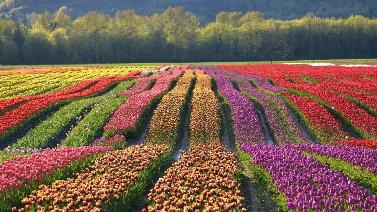 Плантации цветов. Плантации цветов. Плантации роз в голландии. Keukenhof gardens нидерланды. Тюльпановые плантации в голландии.