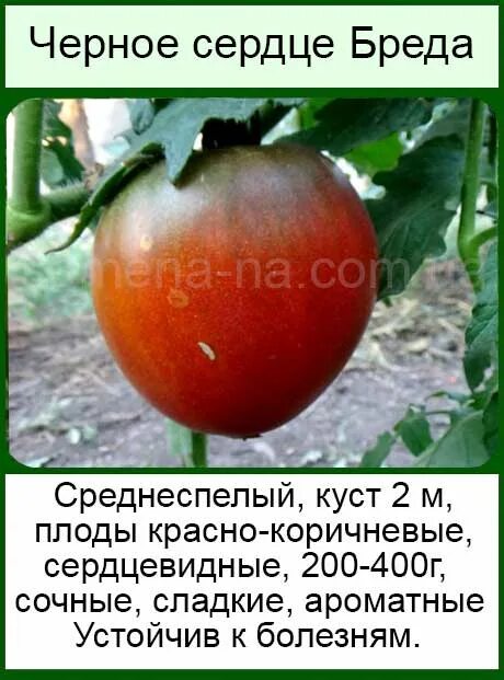 Томаты черное сердце бреда описание. Томат черное сердце брэда. Томат черное черное сердце. Томат черное сердце америки характеристика и описание. Томаты черное сердце бреда описание.