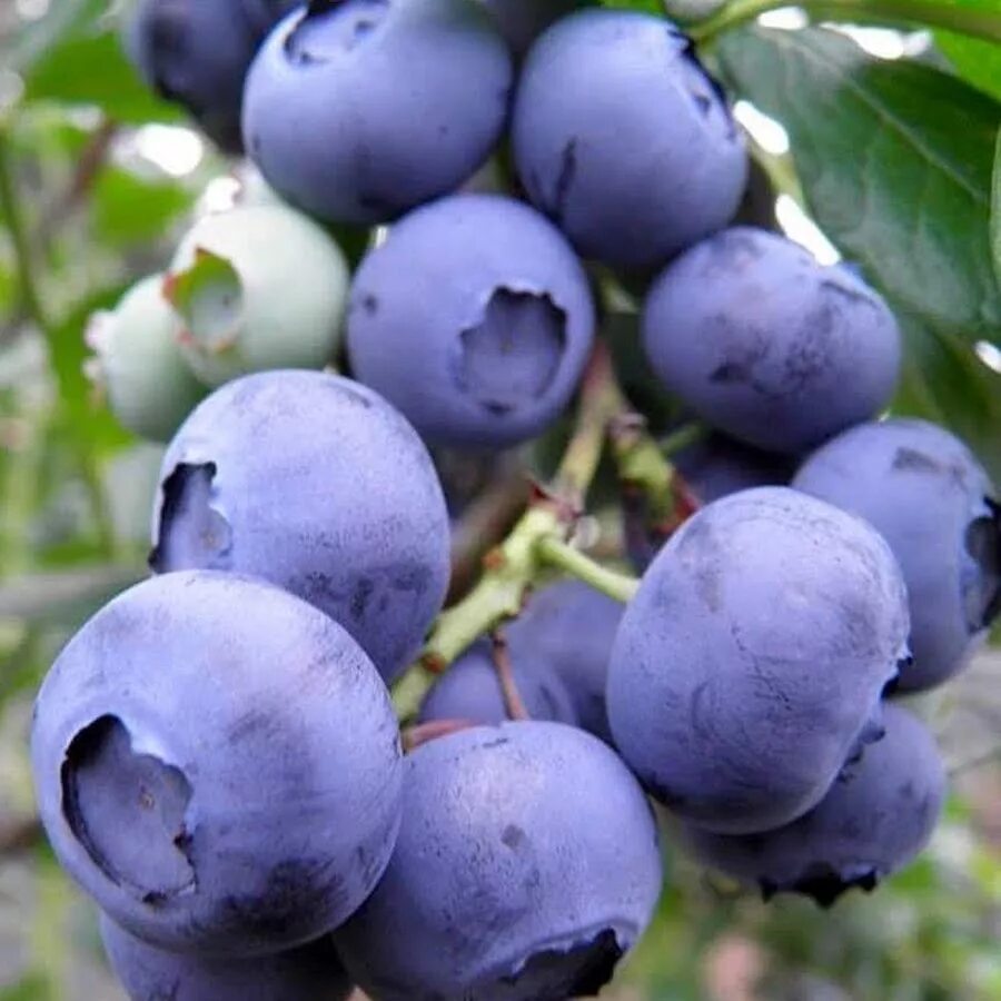 Голубика сорт спартан. Голубика сорт патриот. Голубика садовая узколистная. Голубика высокорослая бригитта. Голубика дарроу.