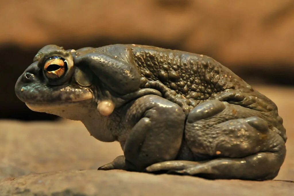 Земноводные пустыни. Жаба Буфо Альвариус. Жаба колорадская (Bufo Alvarius). Буфотенин жаба. Жаба пустыни Сонора.