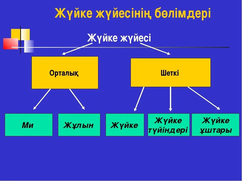 Жүйке жүйесі презентация. Нерв жүйесі. Жүйке физиологиясы презентация. Жүйке жүйесі физиологиясы презентация.