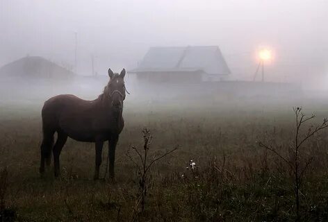 Постелите мне степь
