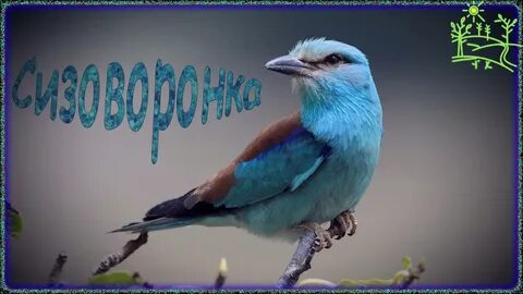 Птица без голоса