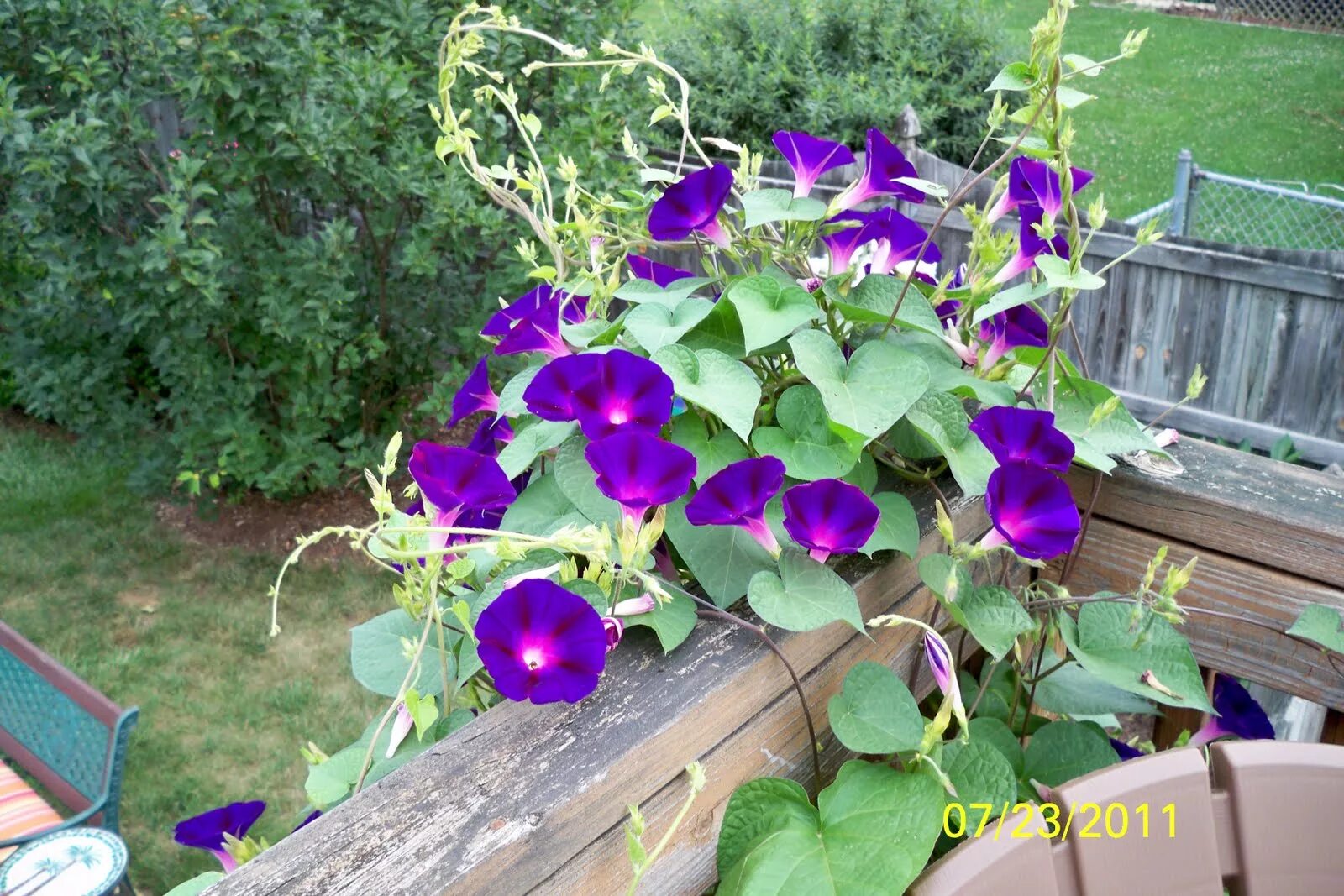 Почему запретили сажать ипомею трехцветную. Ипомея грэнд па. Вьюнок ипомея трехцветная. Ипомея пурпурная. Ипомея трехцветная.