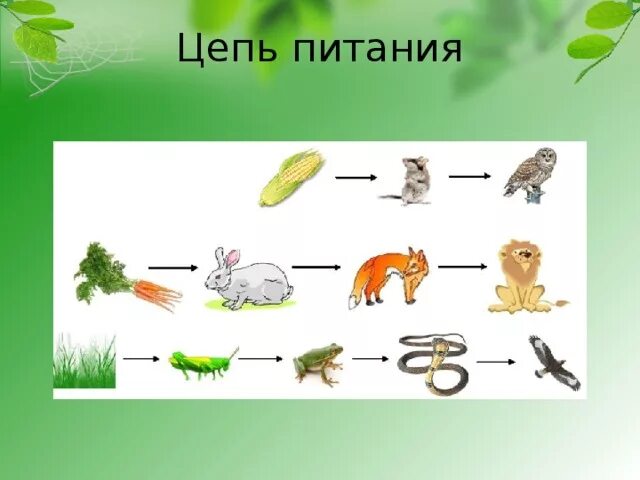 Цепи питания. Пищевая цепочка. Пищевая цепочка питания. Цепочка цепи питания. Цепи питания россии