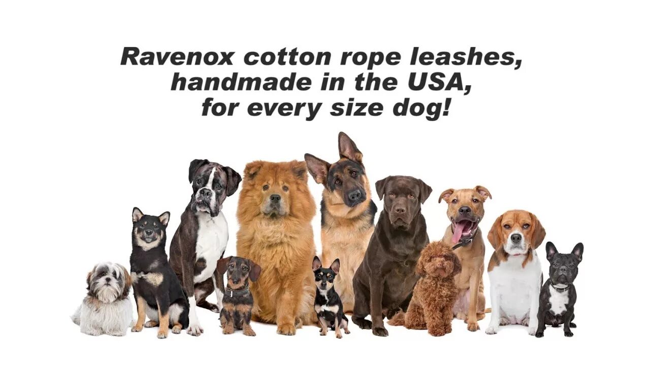 Dog Breed Reddit Discount www.baikalcinema.ru