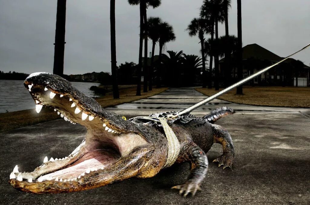 Pennsylvania owner dresses pet ALLIGATOR in a tutu Daily Mail Online