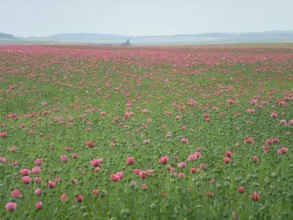 Poppy plant