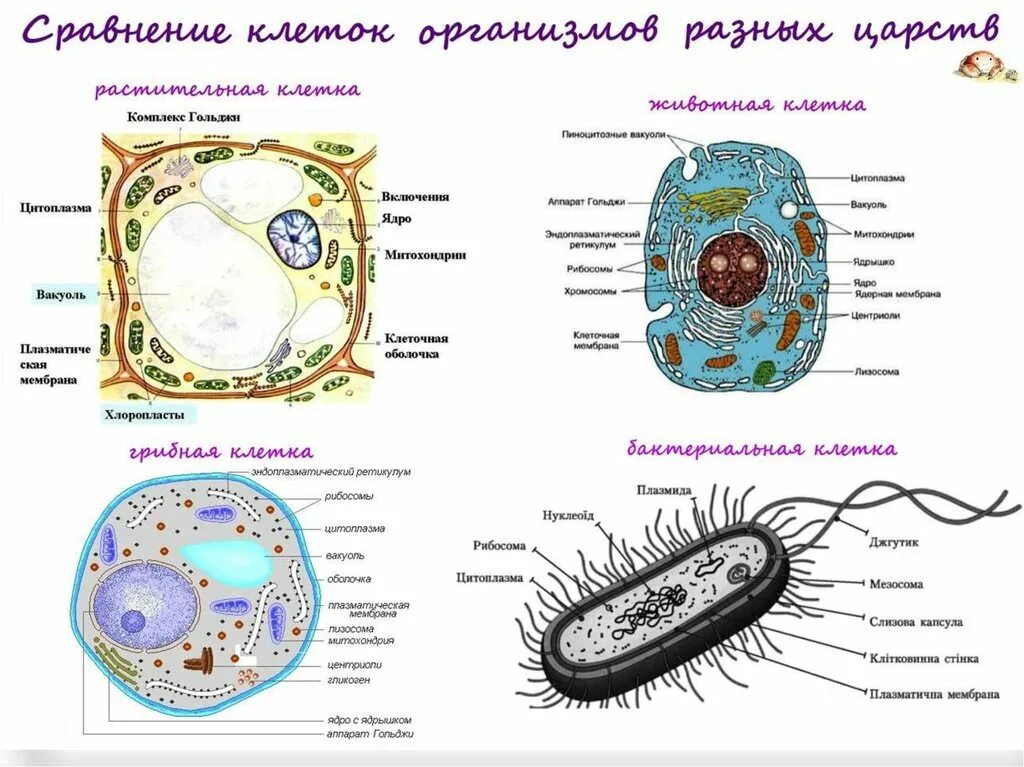 Лабораторная работа изучение строения бактерий ответы. Строение клеток растений животных грибов и бактерий. строение клетки растения животного гриба и бактерии. структуры клетки грибов растений животных и бактерий. строение растительной животной грибной и бактериальной клеток.