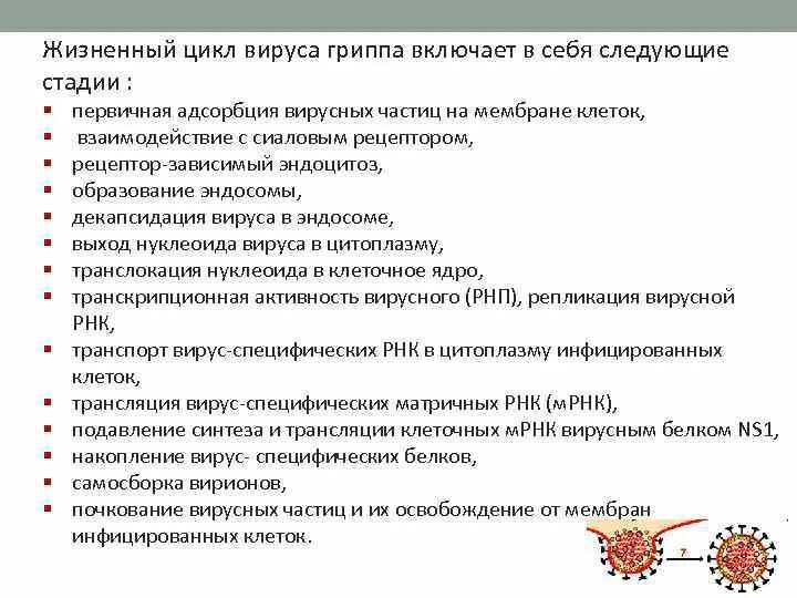 Последовательность жизненного цикла вирусов. Жизненный цикл гриппа. Жизненный цикл вируса. Стадии жизненного цикла вируса. Цикл жизни вируса гриппа.