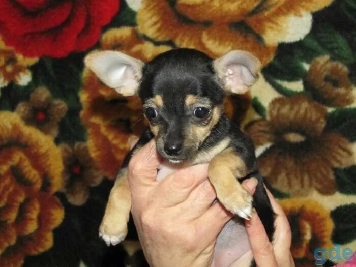 Той терьер порода собак злая. Тойтерьеры черно подпалый. Той терьеру плохо. Русский той терьер гладкошерстный. Тойтерьеры короткошерстная.