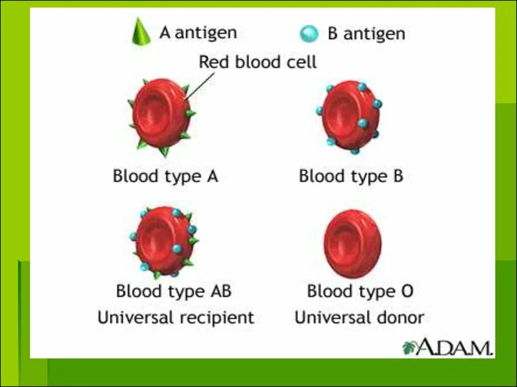 Положительный антиген в крови. Антиген k1 системы kell. Антигены системы kell что это. Антиген Келл положительный. Группа крови Келл.