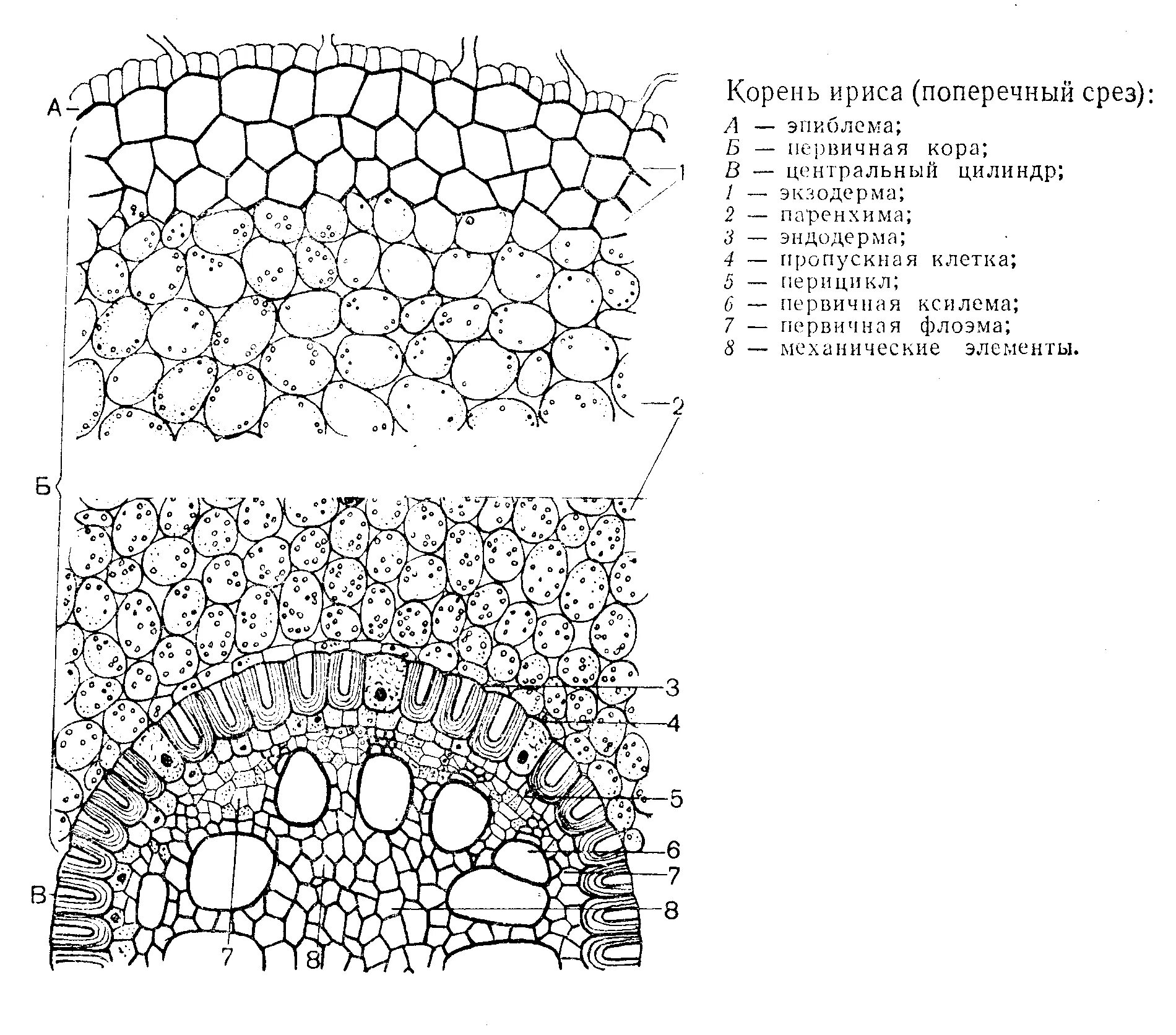Первичное строение корня двудольного. Первичное строение корня ириса германского. Поперечный срез корня ириса. Первичное строение корня двудольного растения.