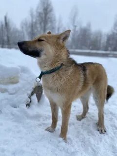 Собака ласка