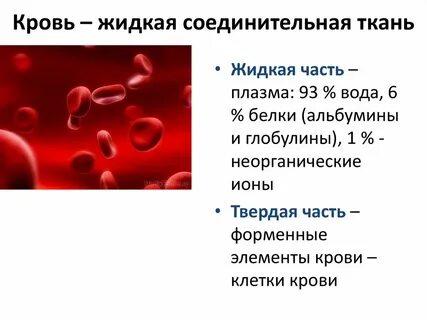 Жидкая соединительная ткань функции
