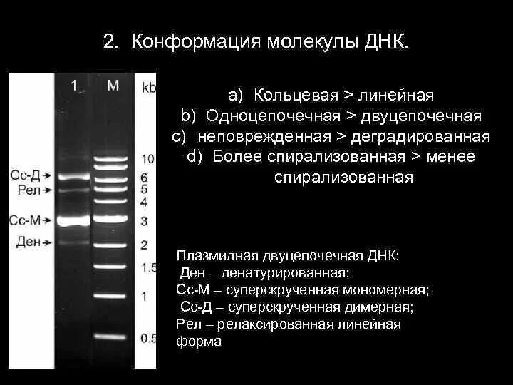 Электрофорез днк. Электрофорез днк в агарозном геле. принцип электрофореза днк. электрофорез плазмидной днк. гель электрофорез днк.