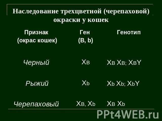 Наследование окраски у кошек. Наследование черепаховой окраски. Наследование окраски шерсти у кошек. Наследование черепаховой окраски у кошек.