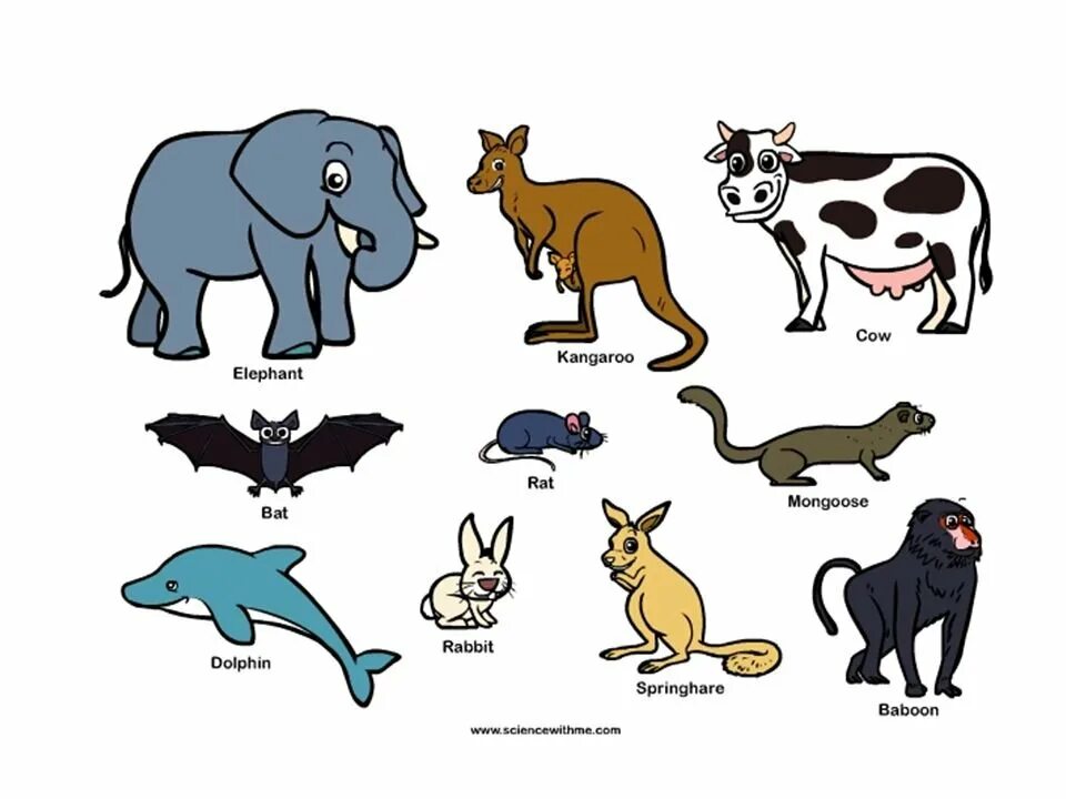 Какое животное на е. Млекопитающие для детей. Млекопитающие животные для детей. Млекопитающие картинки. Млекопитающие рисунок для детей.