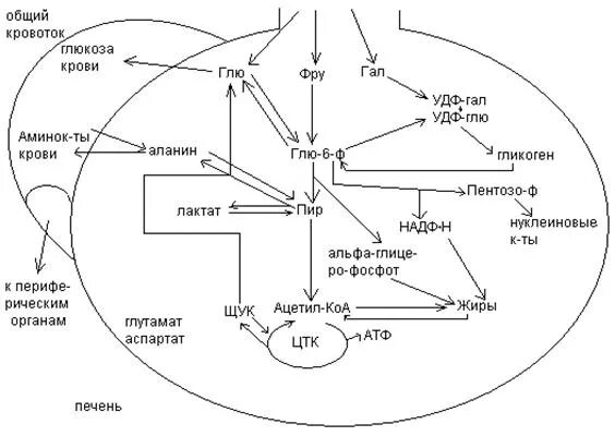 Особенности обмена веществ в мышечной ткани. Особенности углеводного обмена в печени мышечной и нервной тканях. Особенности обмена Глюкозы в разных тканях мозга. Схема метаболизма углеводов в печени.