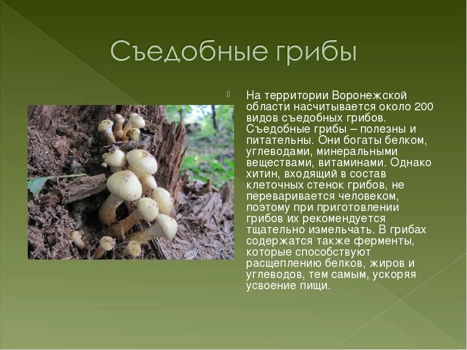Как называется гриб вызвавший глобальную пандемию. Ядовитые грибы воронежской области. съедобные и несъедобные грибы воронежской области. съедобные грибы воронежской области. съедобные и ядовитые грибы воронежской области.