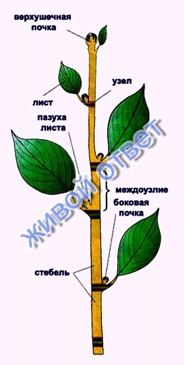 Почка расположенная в пазухе листа. Побег и почки, строение стебля и листа.. строение побега сирени. верхушечная почка узел междоузлие. лист верхушечная почка узел.