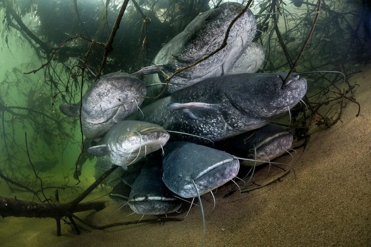 Рыба которая живет в мутной воде. Пресноводные сомы. азиатский сом рыба. сом под водой. сом в природе.