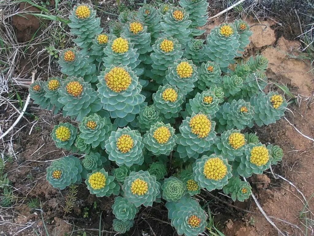 Rhodiola rosea. Родиола розовая. Золотой корень родиола розовая. Родиола Арктическая. Радиола розовая золотой корень.