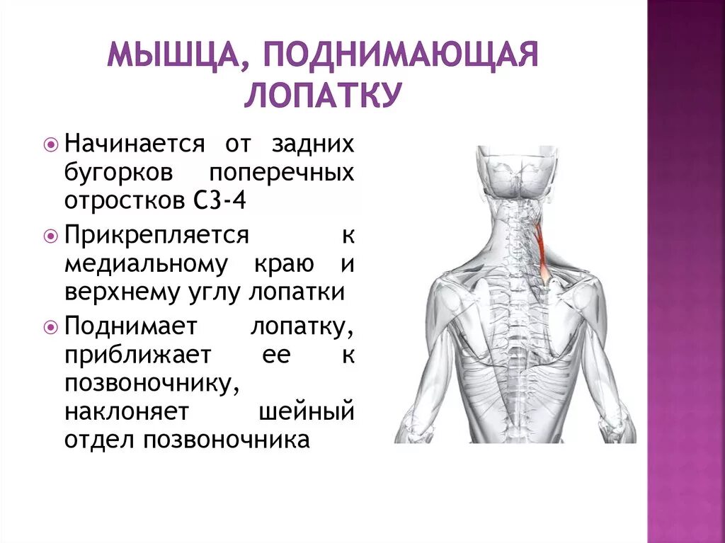 Мышца поднимающая лопатку иннервация. Мышца поднимающая лопатку синергисты. Мышка понимающая лопатку. Мышца поднимающая лопатку анатомия.