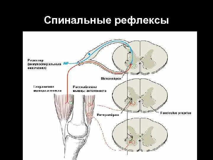 Двигательные рефлексы человека. Классификация двигательных рефлексов спинного мозга. Спинальные двигательные рефлексы их классификация. Классификация спинальных проприоцептивных рефлексов. Классификация спинальных двигательных рефлексов.