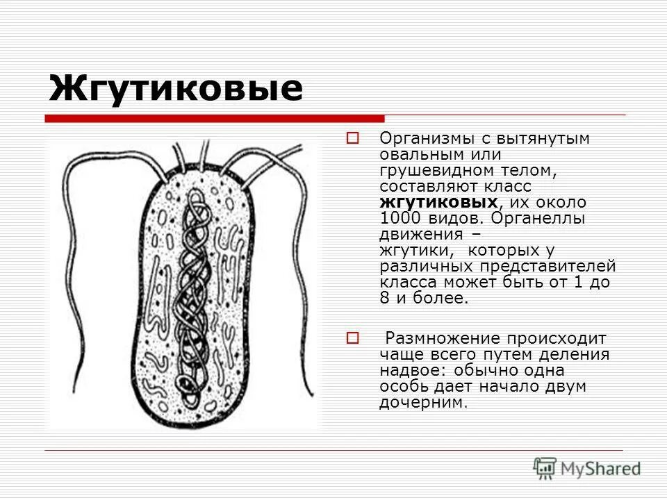 класс жгутиковые представители. жгутики класс. жгутиконосцы эвглена. тип простейшие класс жгутиковые представители. жгутиковые простейшие размножение.