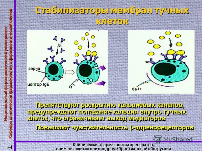 Стабилизатор мембран клеток препараты