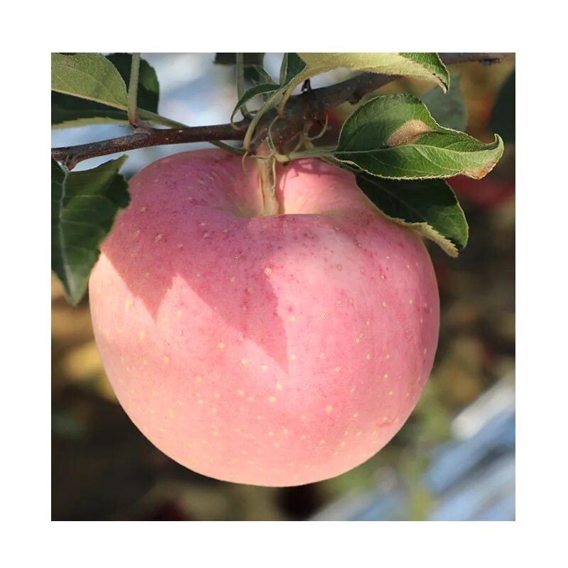 Саженцы яблони фуджи. Саженцы яблони фуджи. Фуджи описание сорта. Фуджи (сорт яблони). Фуджи (сорт яблони).