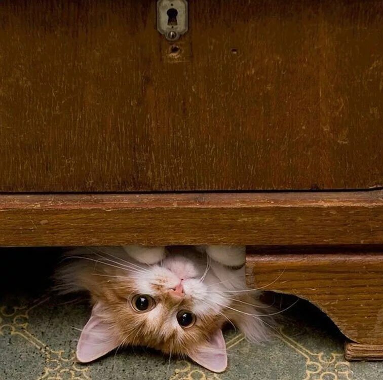 Кот неожиданно. Шкодные котики. кот под шкафом. роснулись...улыбнулпсь с добрым утром. проснулись улыбнулись.