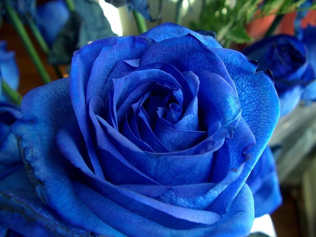 Где есть синий. Роза Голландия Блю. Роза индиго. Око Бомбея роза. Роза Бомбей голубая роза.