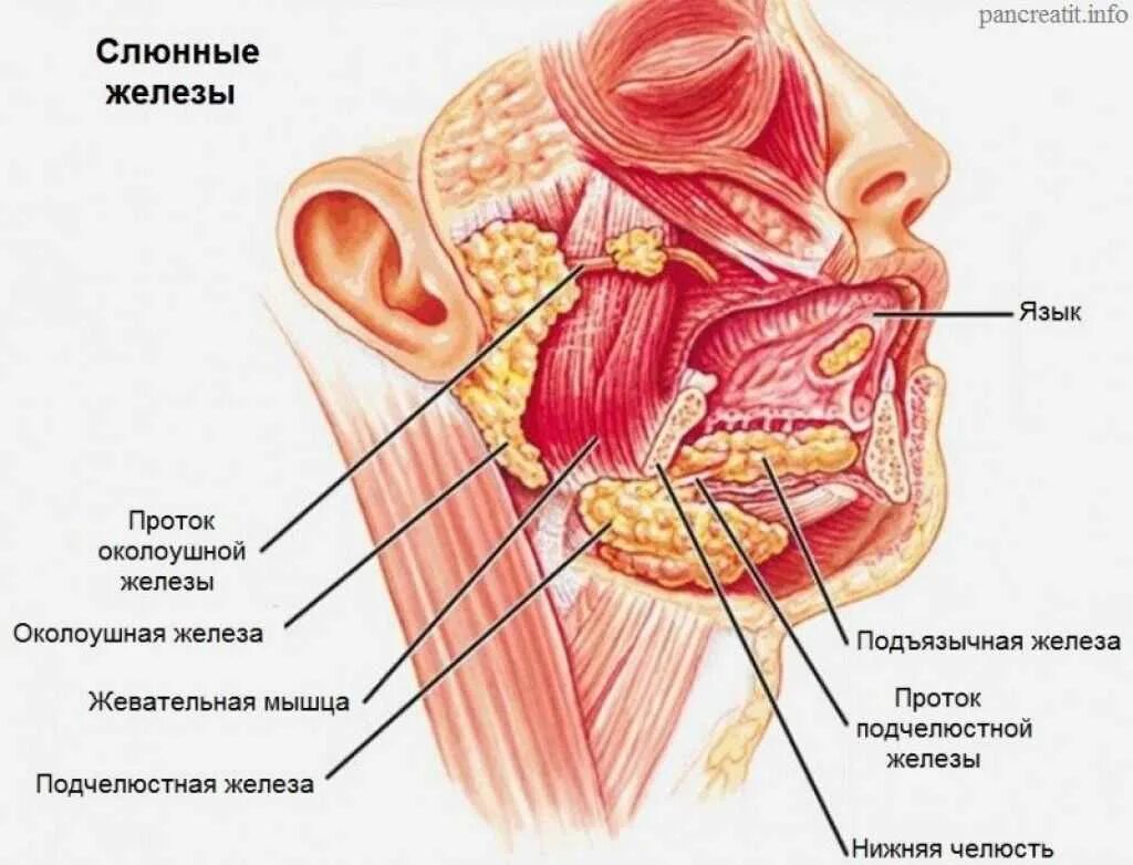 Анатомия слюнных желез человека строение и функции. Схема строения крупных слюнных желез. Подчелюстная слюнная железа анатомия. Слюнная околоушная слюнная железа. Лимфоузлы на языке