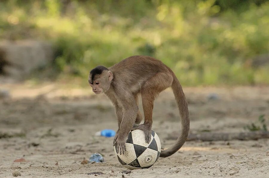 обезьяна в зоопарке. обезьяна с мячиком. Monkey football. мяч футбольный обезьянка. Monkey football.