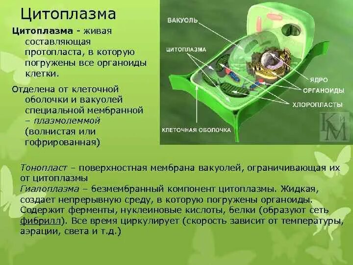 Соединения растительных клеток. Роль клетки растений. Свойства растительной клетки. Функции клетки растения. Растительная клетка определение.