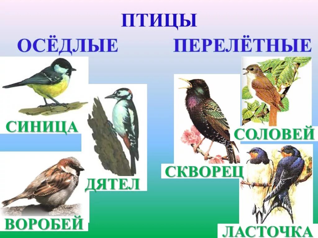 Птицы 5 класс 8. Птицы 3 класс. Птицы 3 класс окружающий мир. Птицы для презентации. Птицы 2 класс окружающий мир.