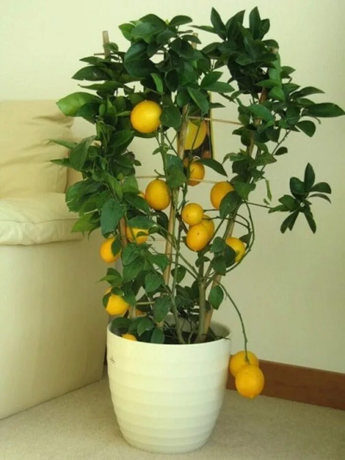 Павловский лимон дерево. Лимонник дерево. Лимон мейера куст. Цитрофортунелла лаймкват. Лимон сорт мейер.