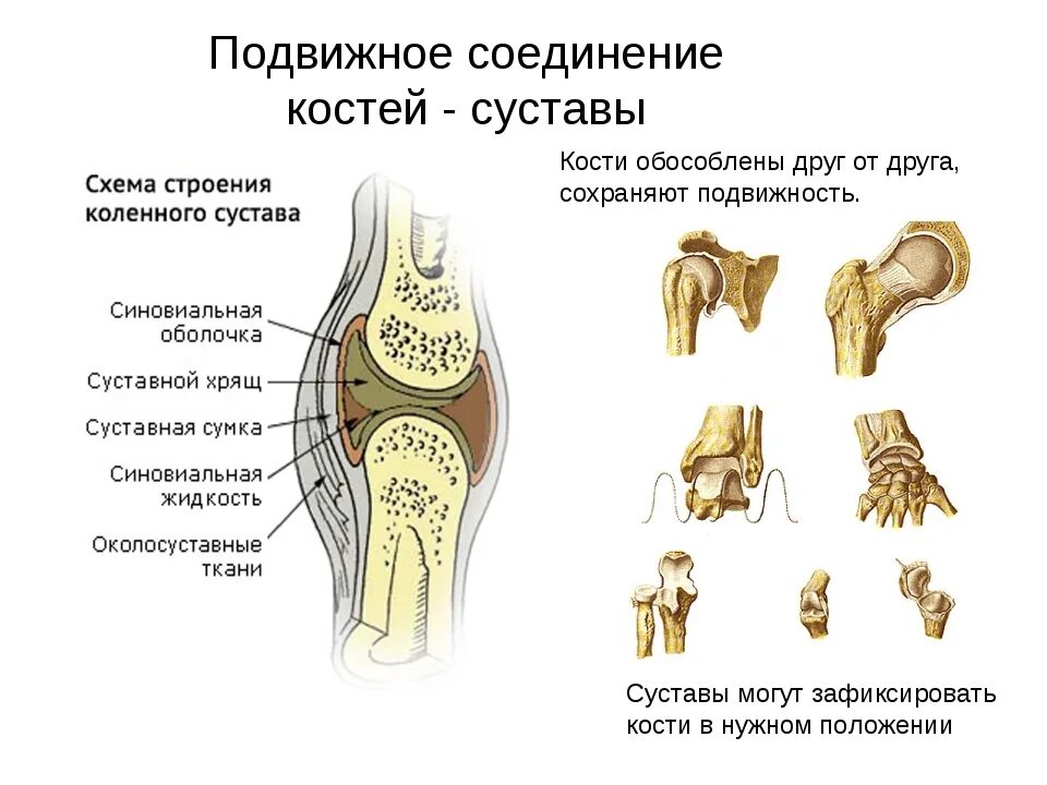 Подвижное соединение суставов