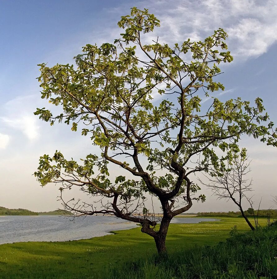 Деревья в лесу. Гигантский дуб. С тем что деревья растут. Рост дерева. Лиепусальский дуб.