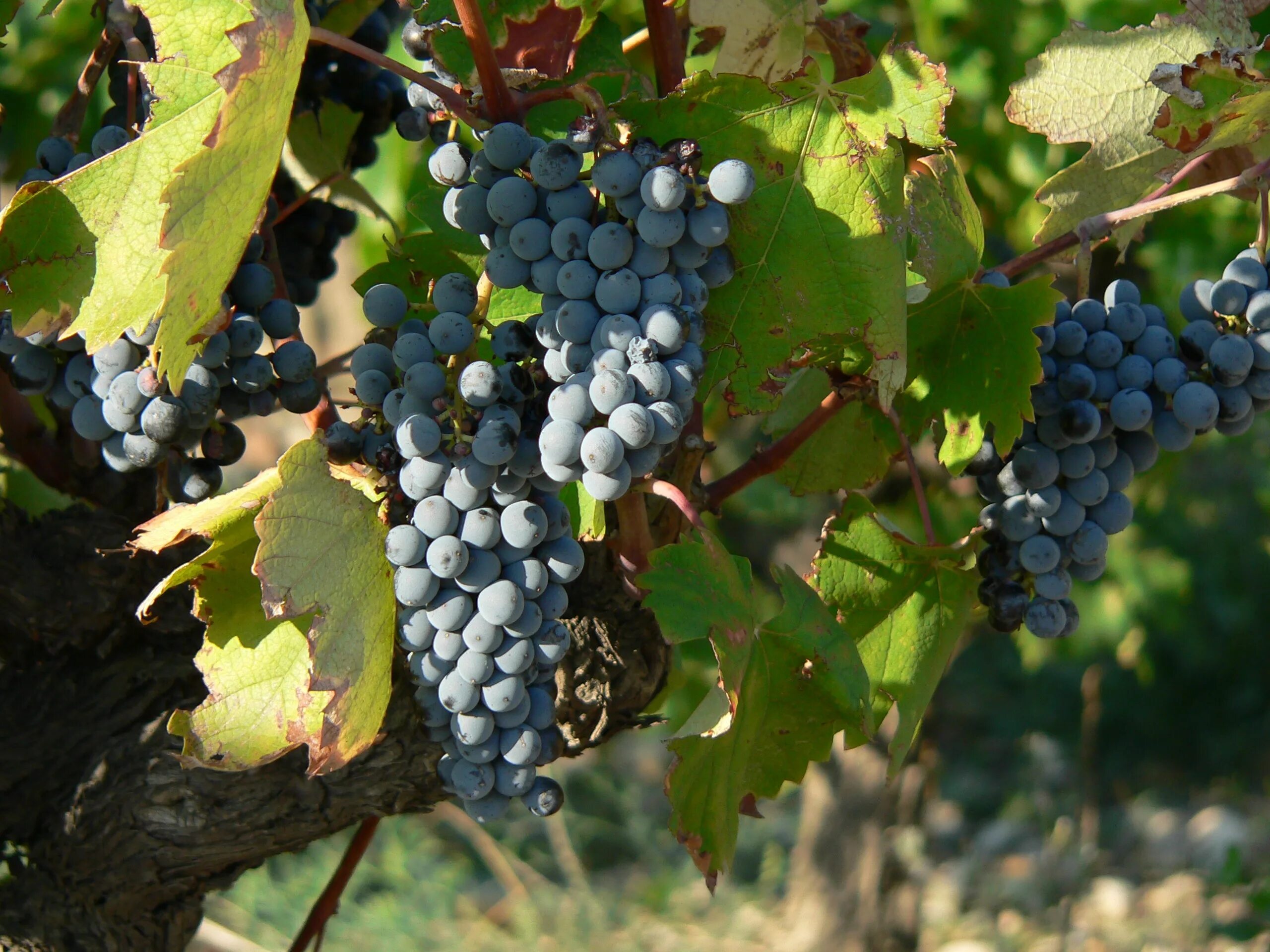 Негроамаро виноград. Изюм (виноград). Виноград это фрукт или ягода. Плод винограда.